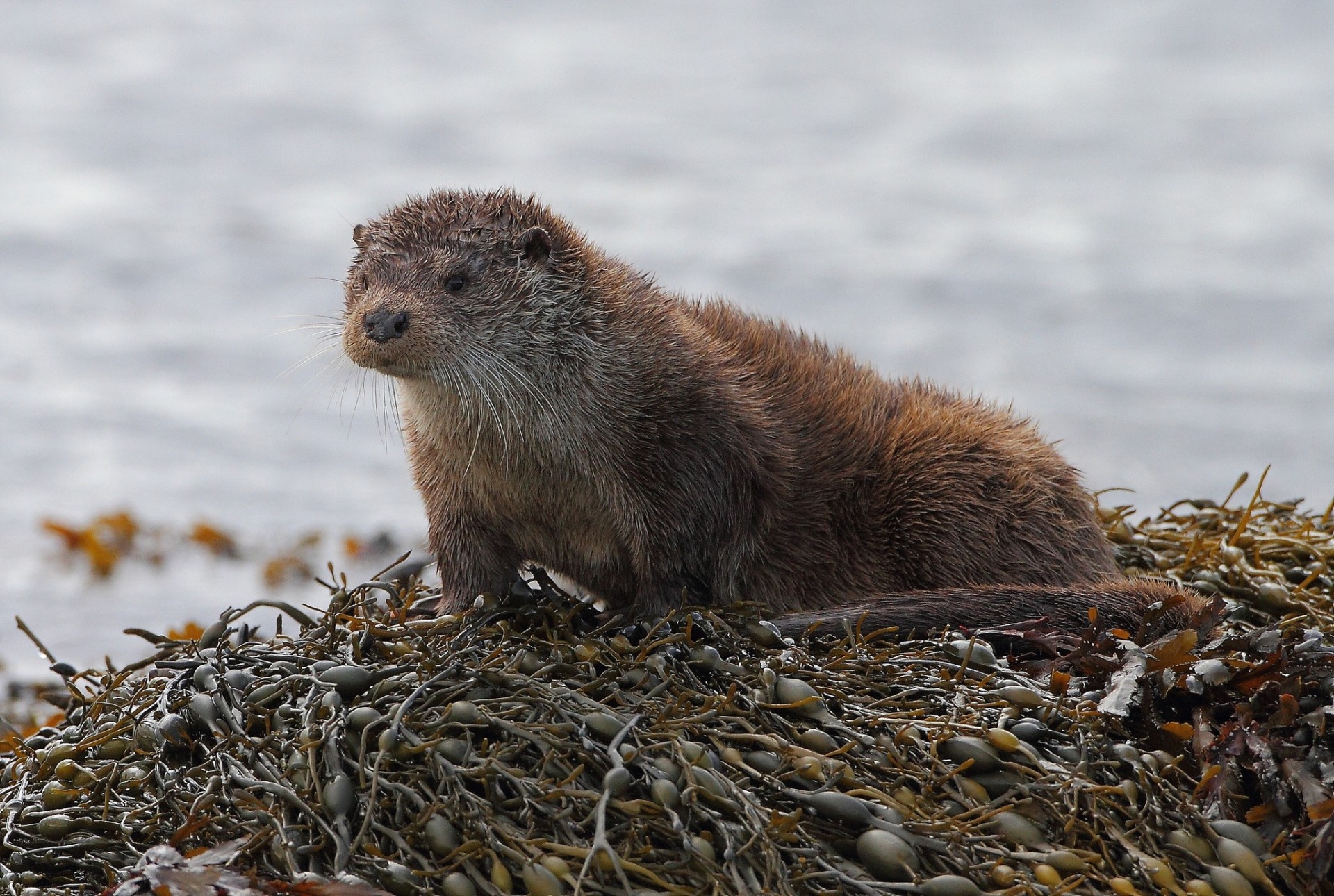 otter fluss