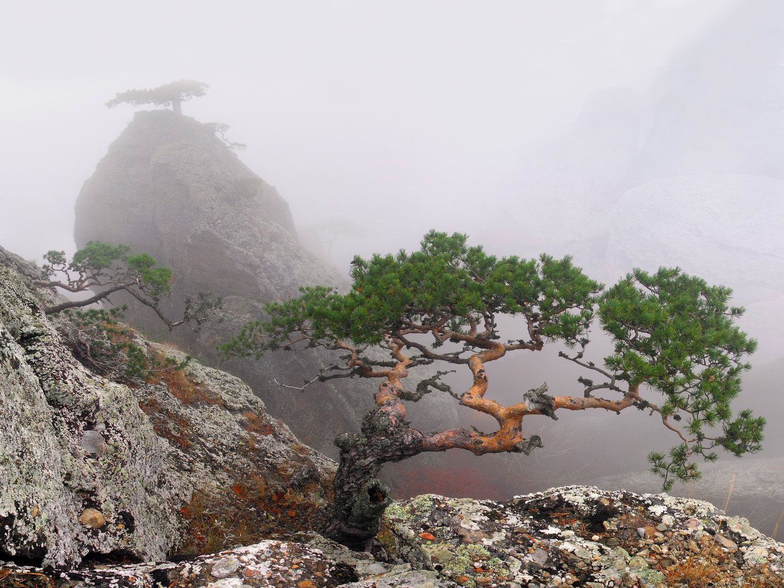 crimea estate roccia nebbia alberi