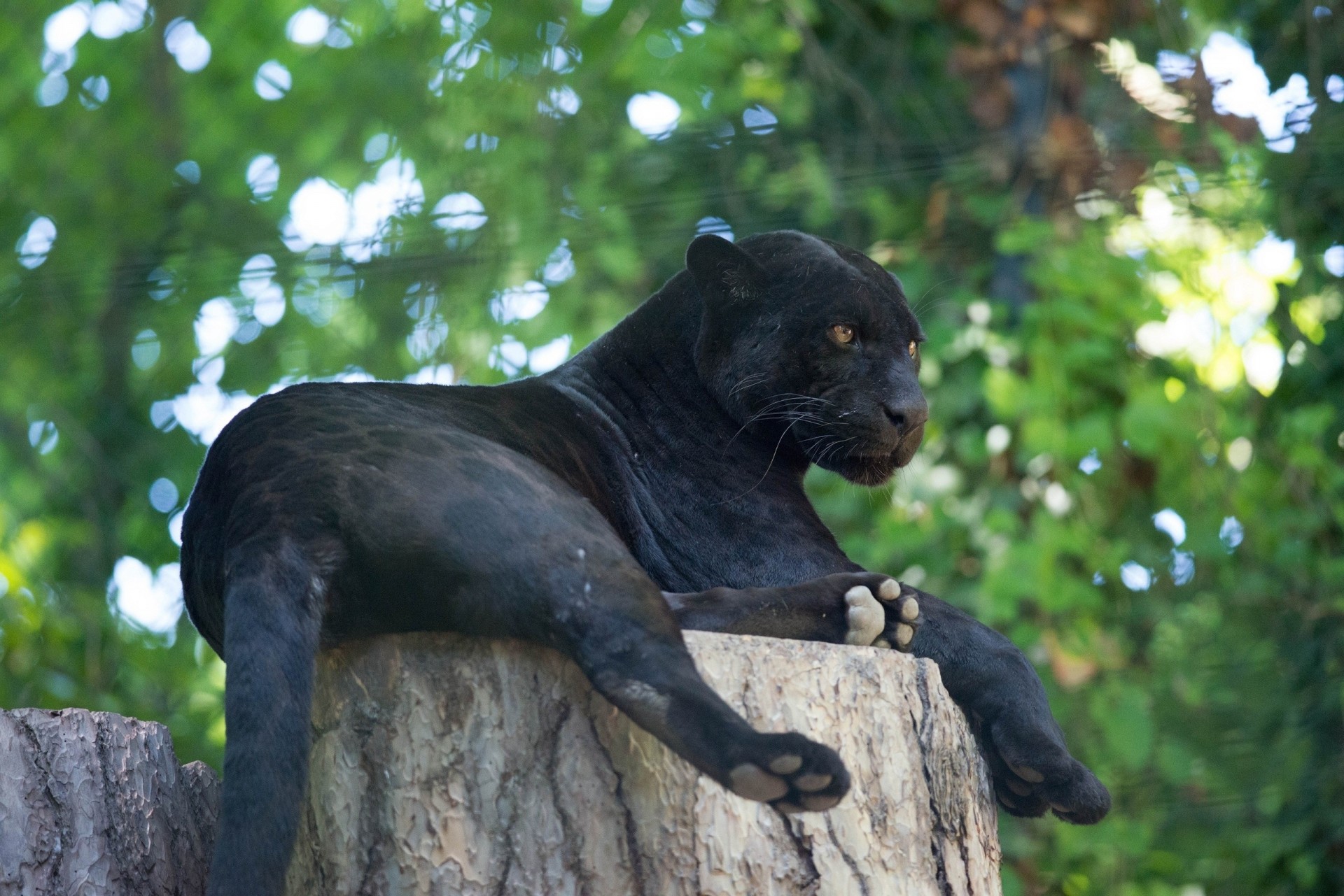 chat sauvage jaguar panthère vacances jaguar noir