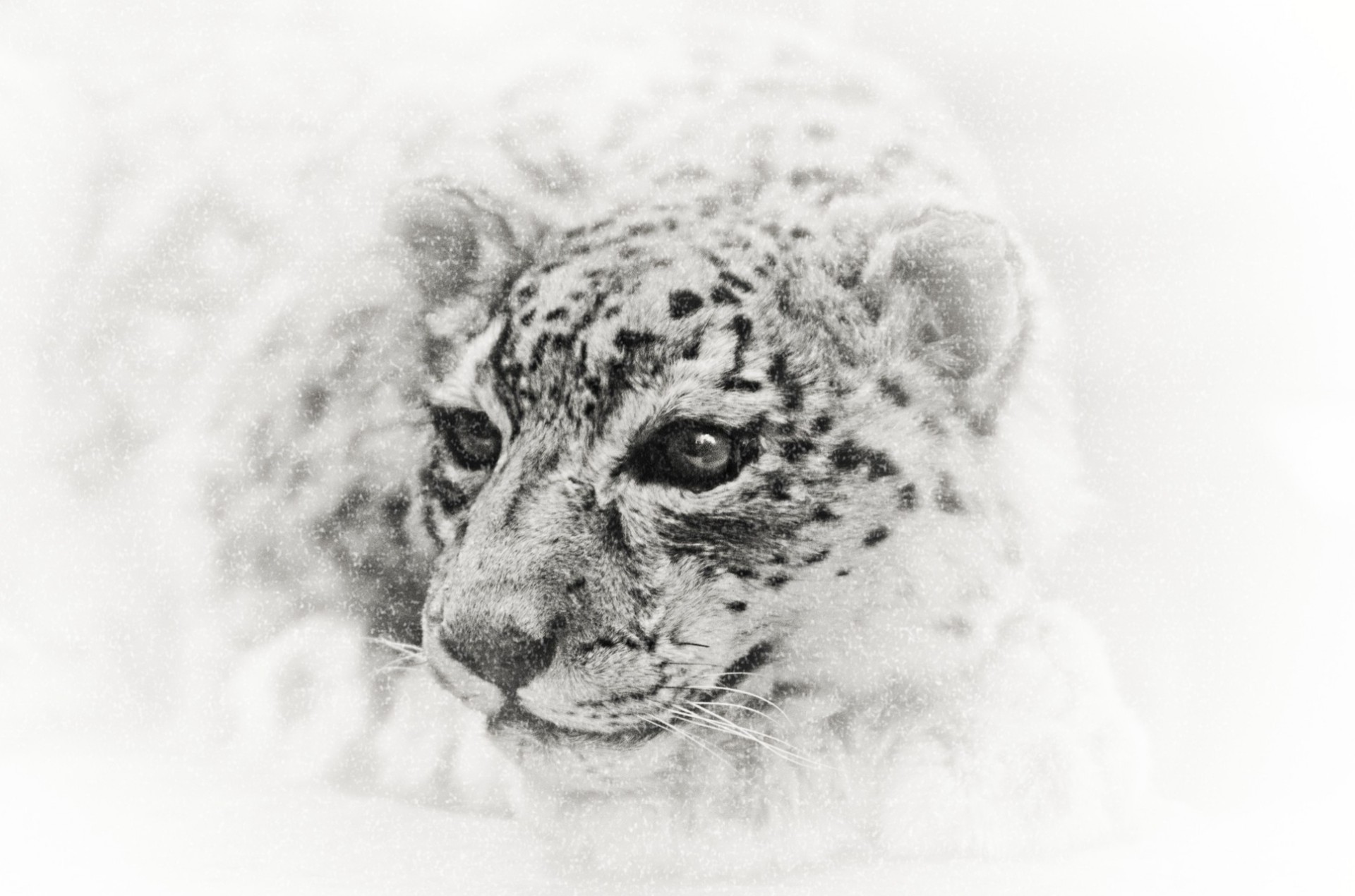 grafico neve leopardo monocromatico illustrazione animale