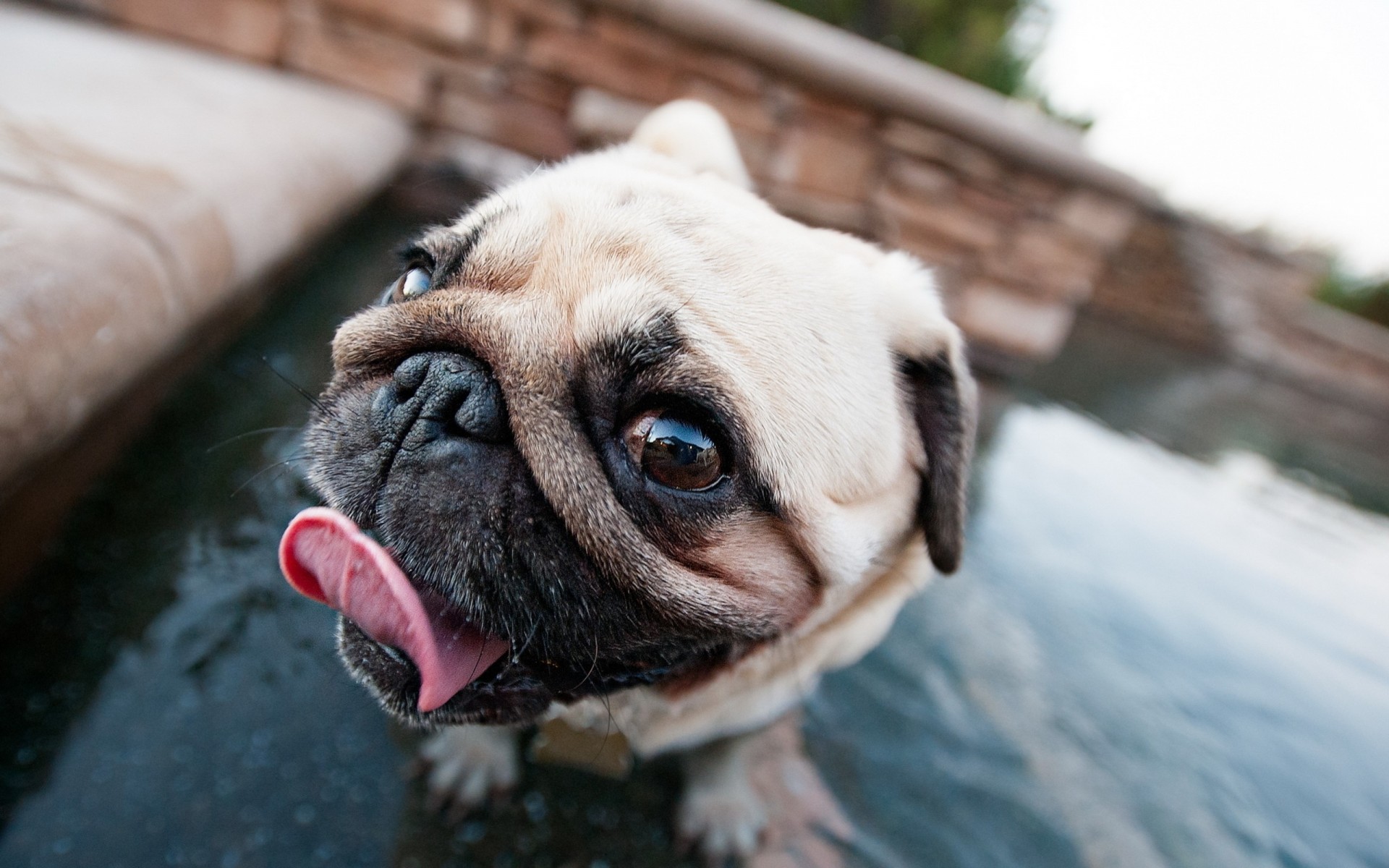 pug perro dientes