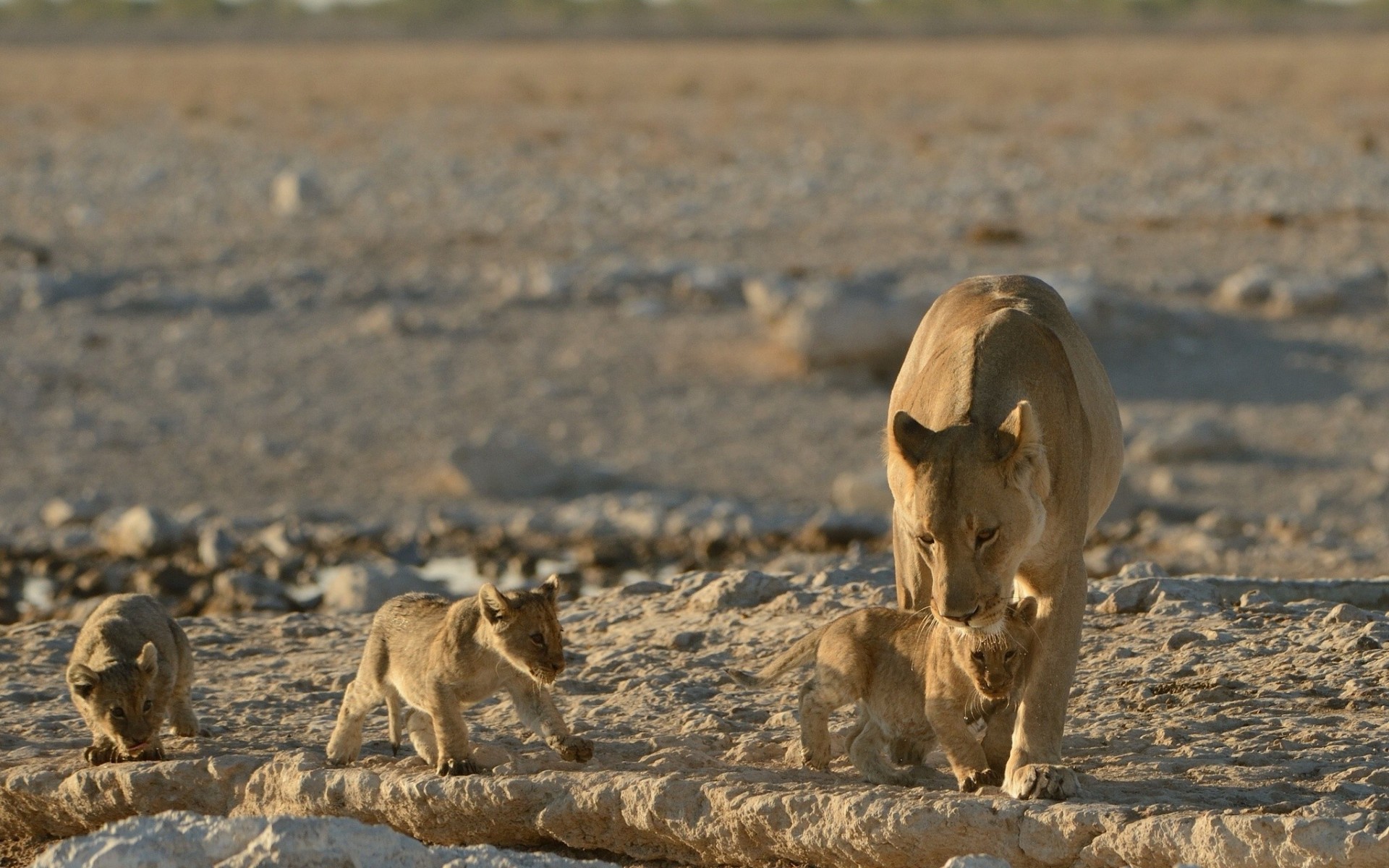 leoni maternità leonessa bambini cuccioli di leone gattini