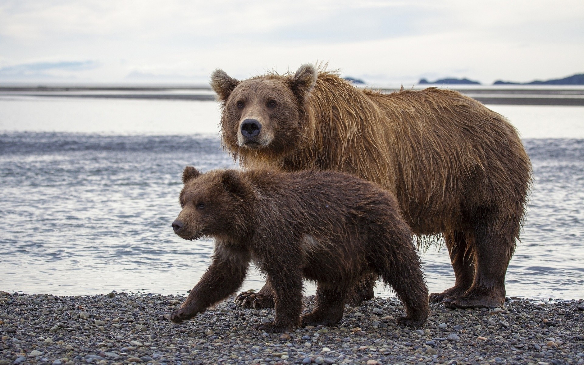 niedźwiedzie brunatne miś alaska niedźwiedzie miś