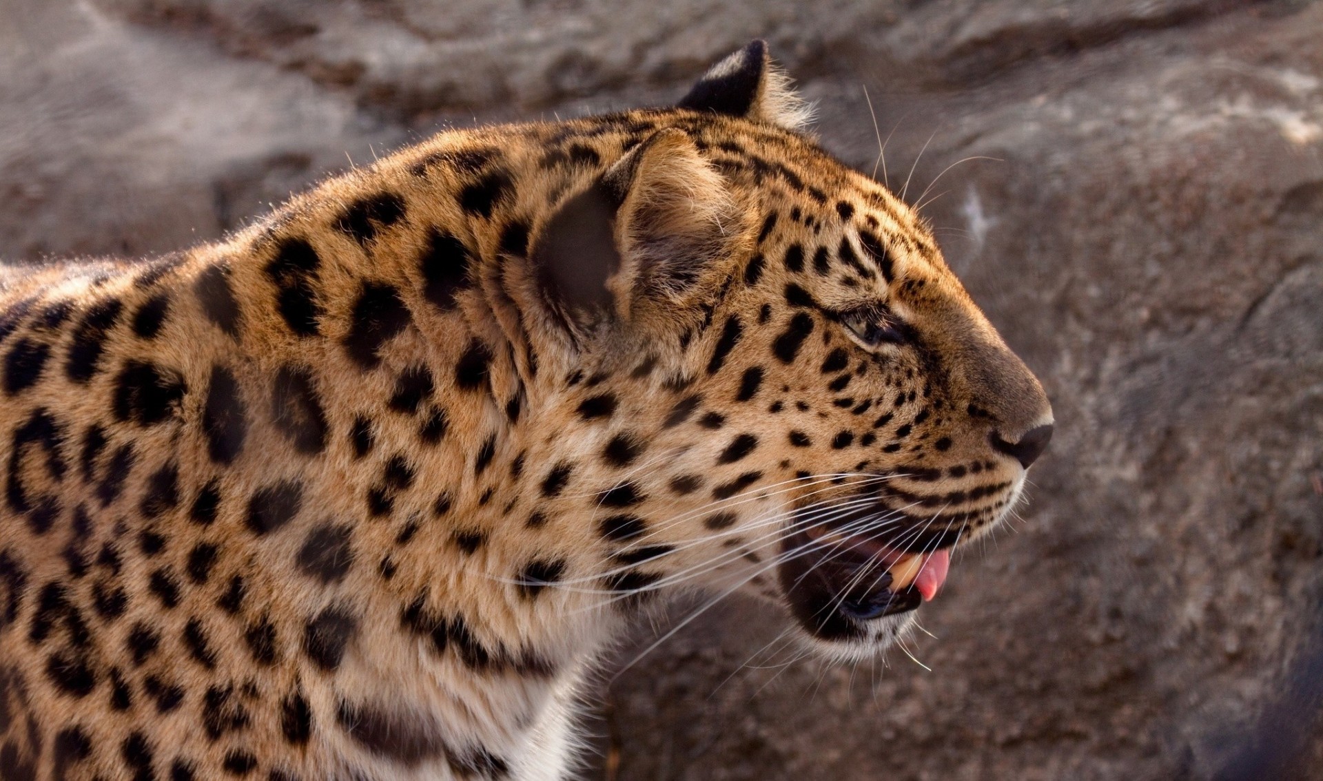 gatto selvatico denti leopardo dell amur leopardo