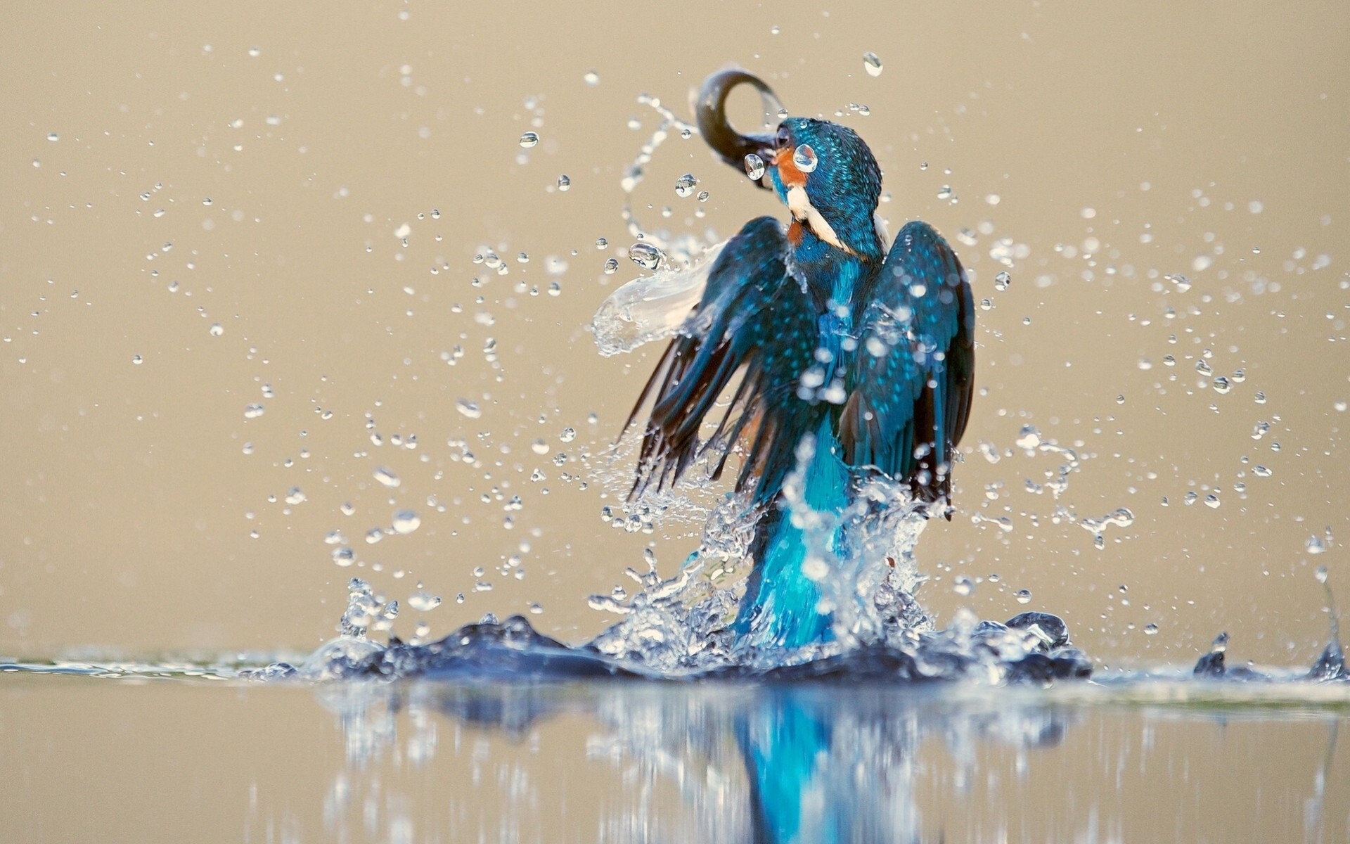 uccelli cattura bomboletta spray martin pescatore acqua