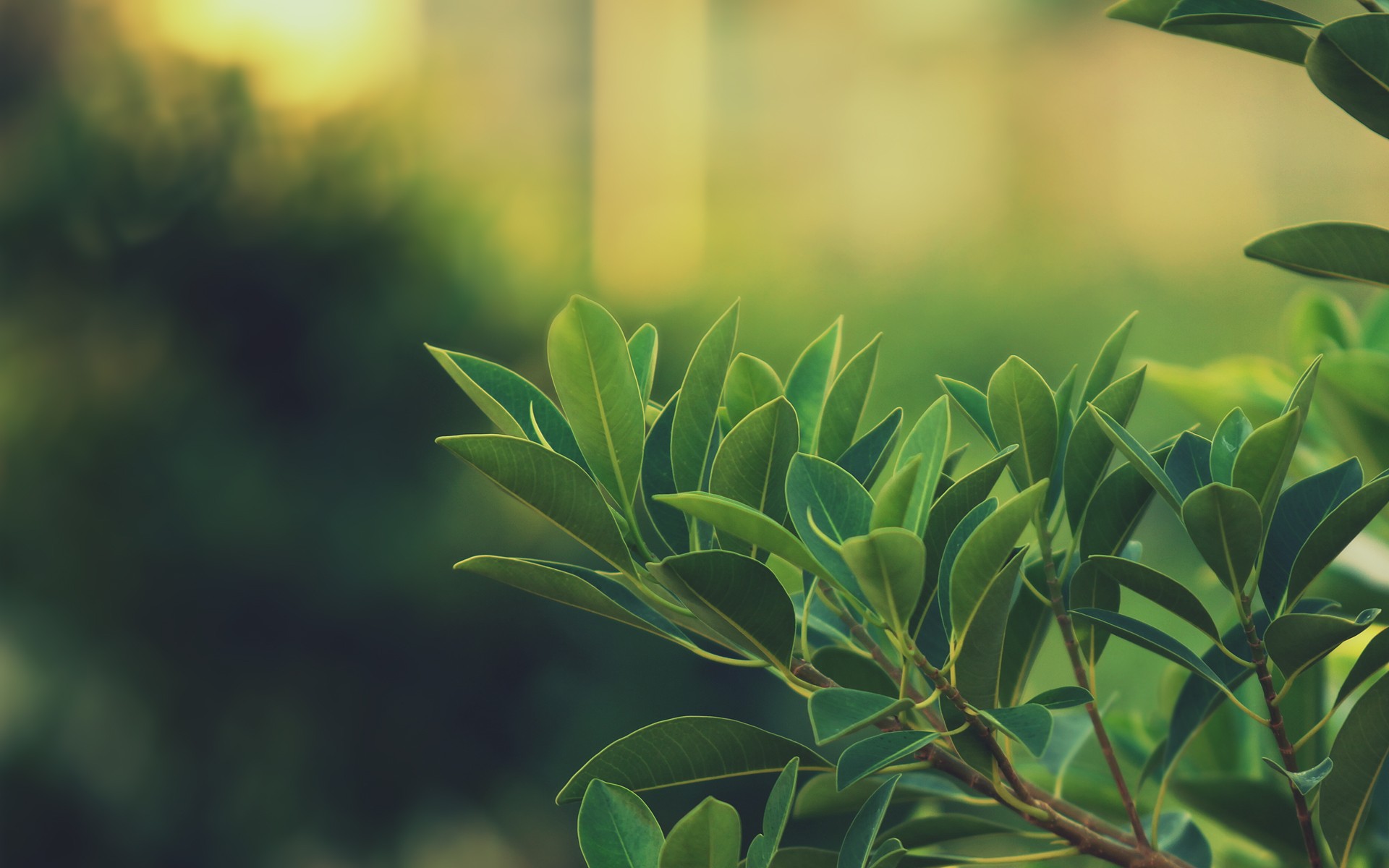 branch leaves green