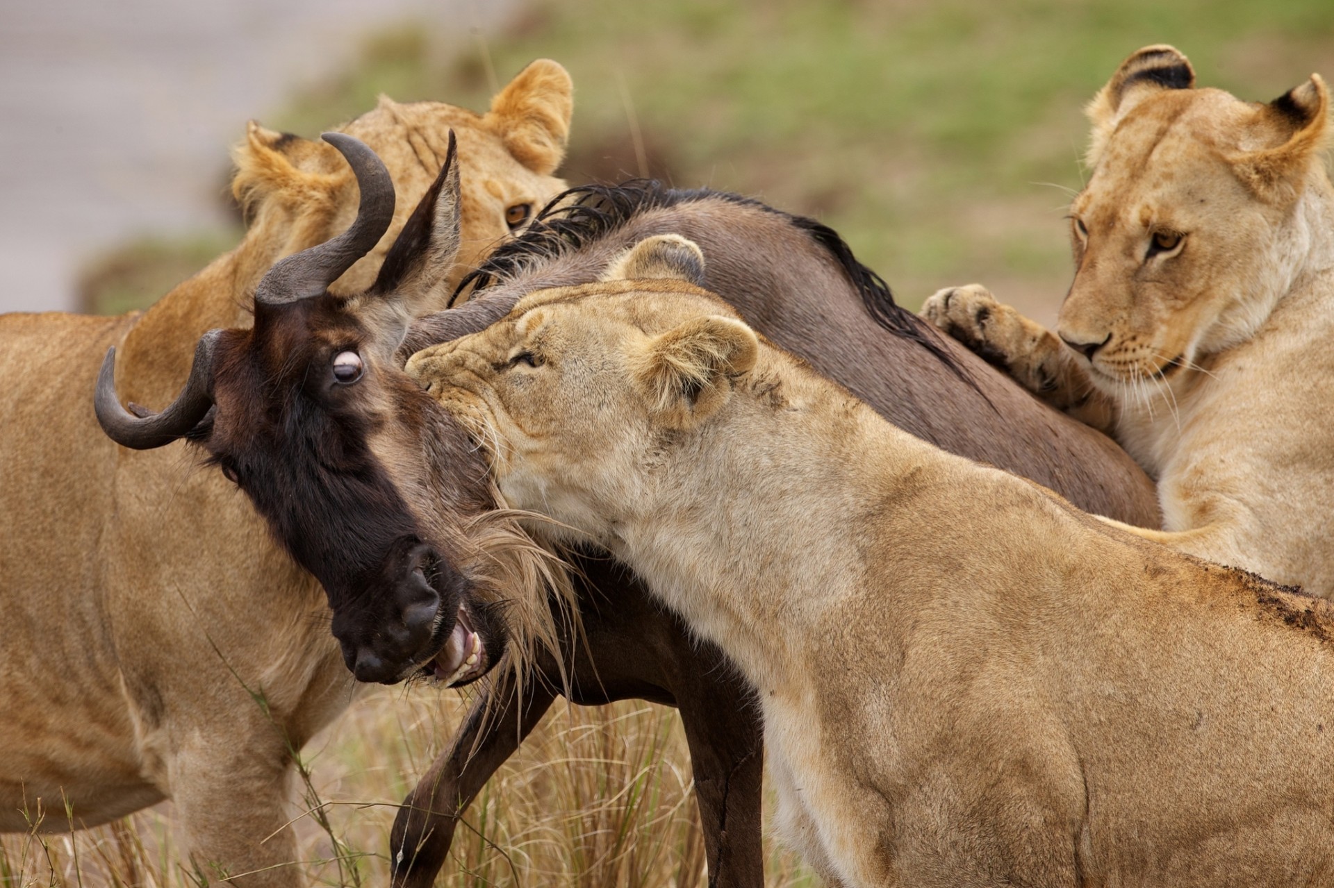 lions mining hunt antelope