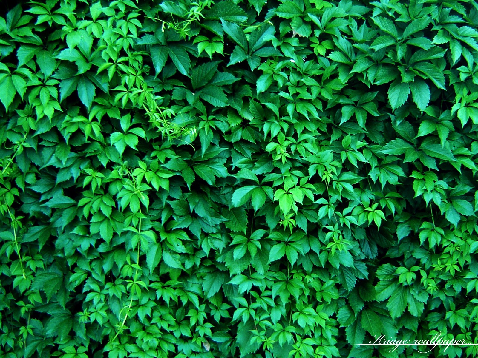 grapes vine fence foliage green hedge