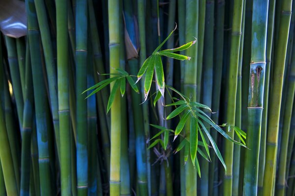 Troncos de bambú verde azul