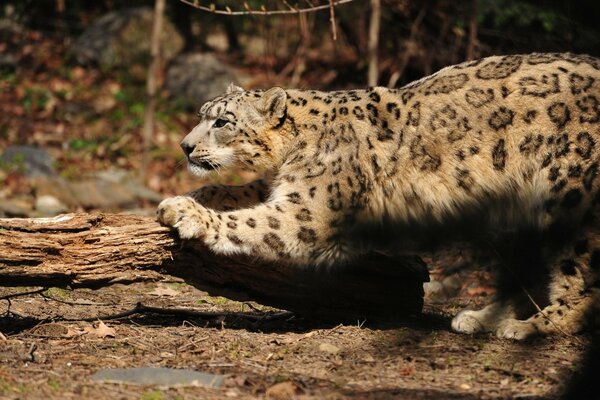 Il leopardo affila gli artigli sull albero