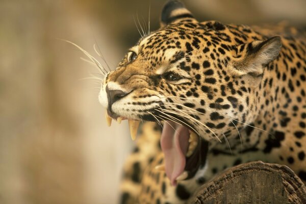 Fangs of a wild cat close-up