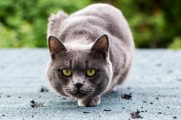 Chat gris avec de beaux yeux