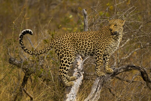 Léopard dans la savane africaine