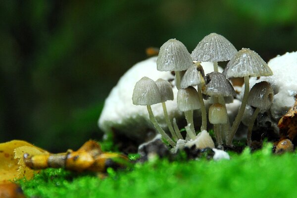 Champignons toxiques sur l herbe verte