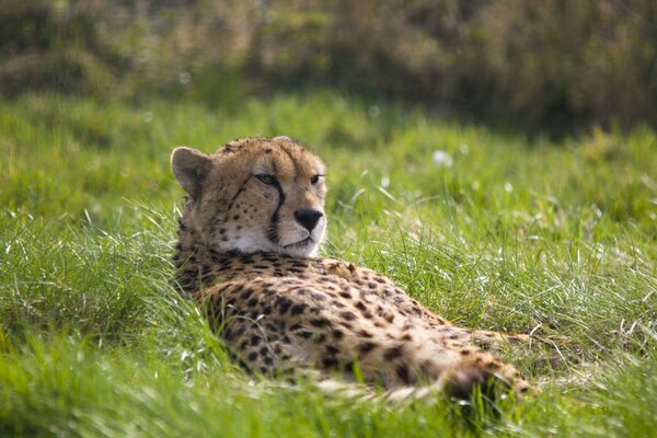 Gepard odpoczywa w trawie