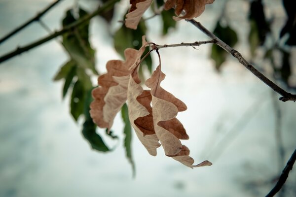 Yellow oak leaves on a green background