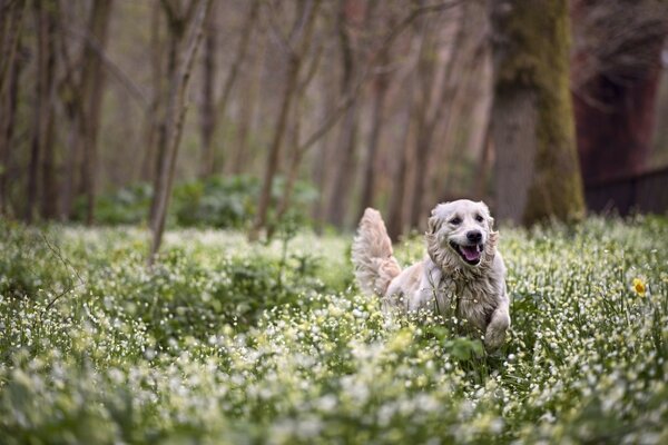 Der Hund läuft mit Blumen über das Feld