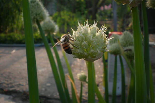 Wieczorna zbiórka. Pszczoły na cebuli. Przytulne zdjęcie