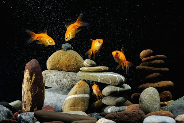 Im Inneren des Aquariums mit Fischen