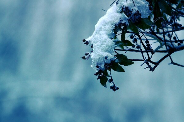 Schnee lag auf Beeren und Blättern