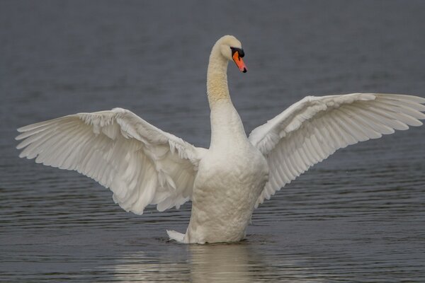 Ein weißer Schwan winkt mit großen Flügeln