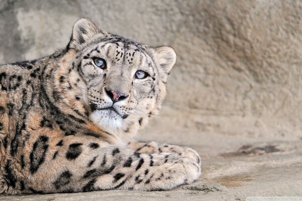 Leopardo predatore grazioso e bello