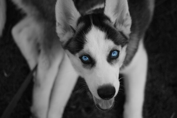 Husky has beautiful mysterious eyes