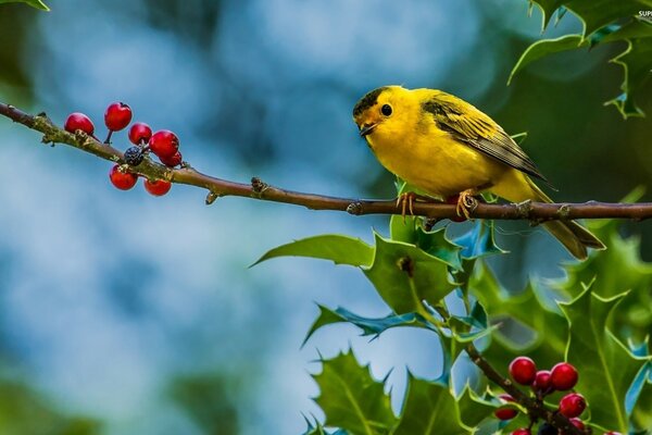 Oiseau jaune sur une branche de lierre