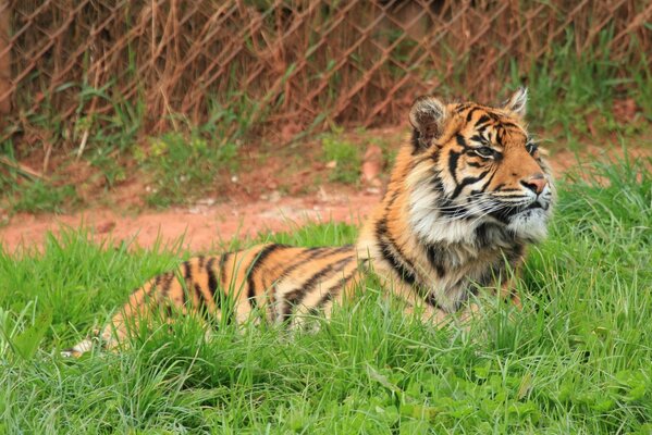 Gato salvaje - tigre depredador