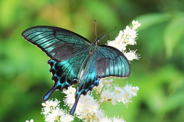 Farfalla verde smeraldo brillante su fiore bianco