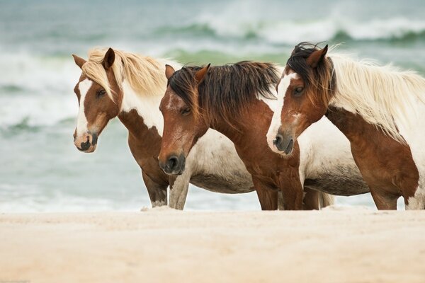 Chevaux dans le sable au bord de la mer