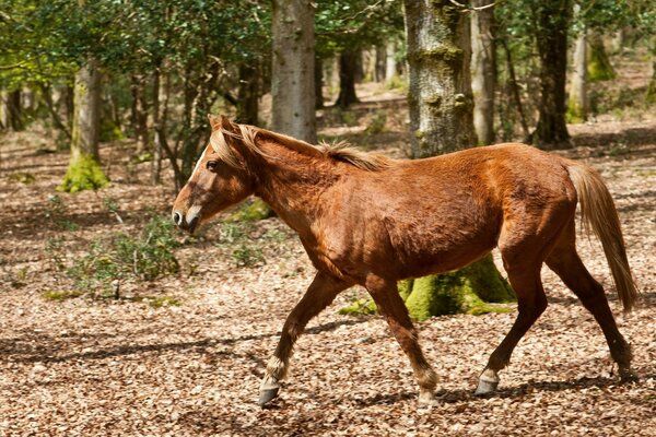 A young foal gallops eagerly