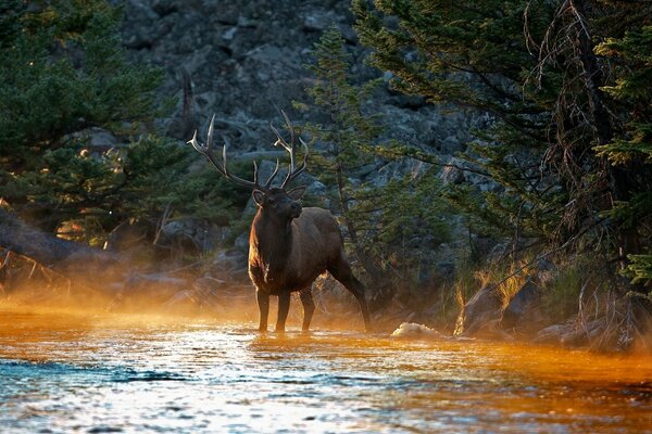 Cerf au milieu de la belle nature