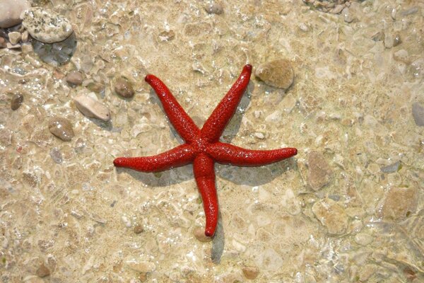 Seestern auf Steinen im Wasser