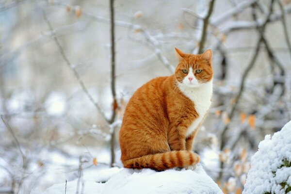 Gato pelirrojo sentado en un montón de nieve