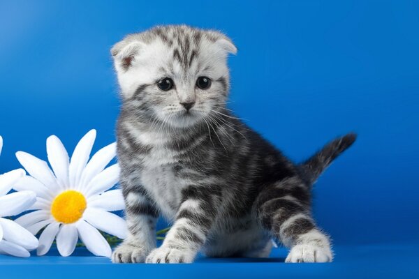 Cute kitten. Kitten and daisies