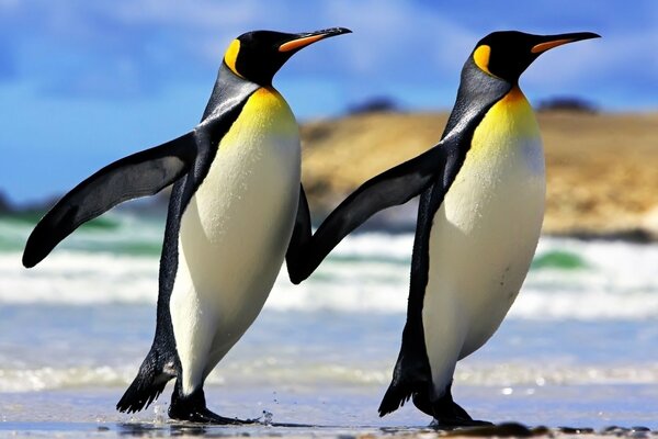 The animal world. A pair of penguins