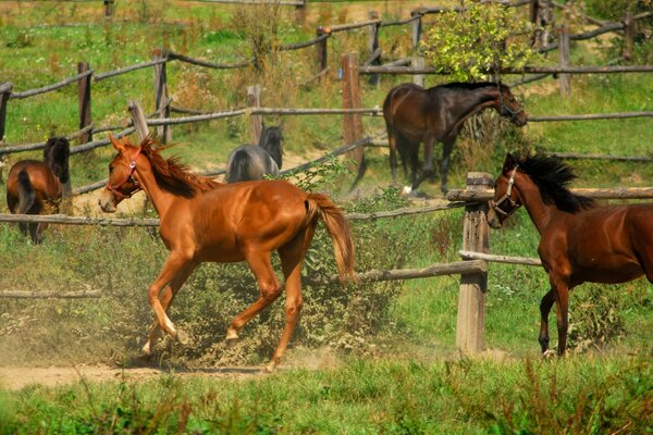 A herd of horses outside the fence