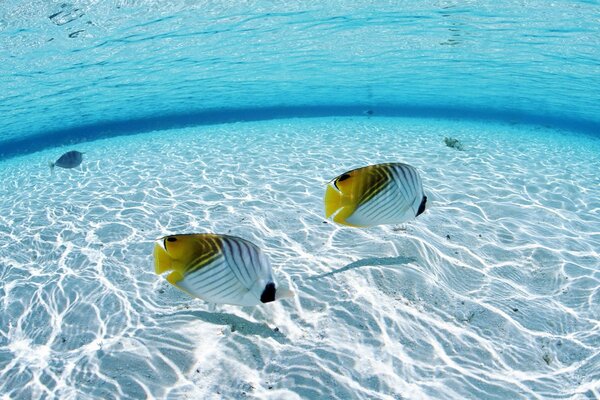Gelb-weiße Fische im Meer