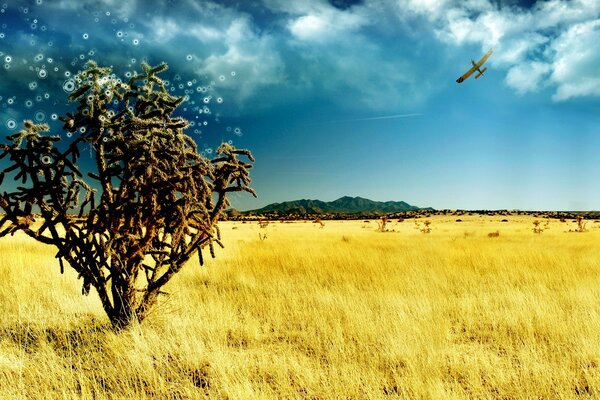 Avión en los campos secos de la estepa