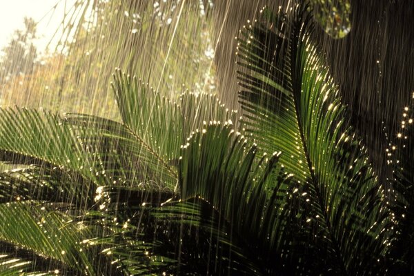 Leichter Regen im undurchdringlichen Dschungel