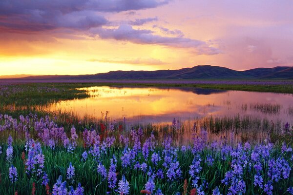 Blaue Blumen und ein Teich mit Sonnenuntergang Reflexion
