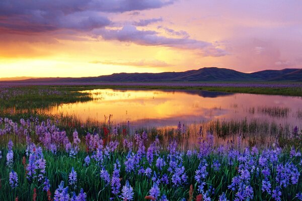 Blue flowers and a pond with a sunset reflection