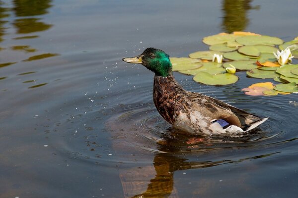 Canard sauvage dans l étang