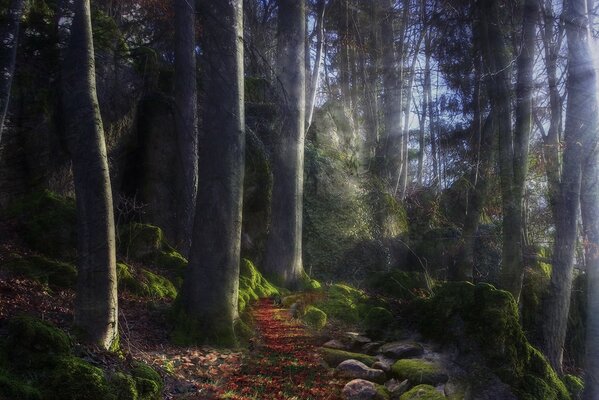 Sendero iluminado por el sol en una escalera de cuento de hadas