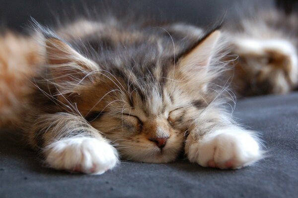 A fluffy cat sleeps on a blanket