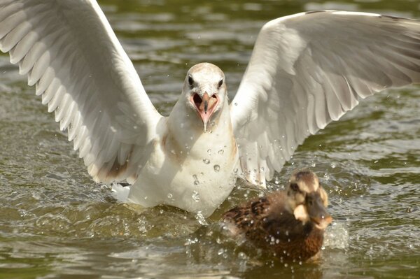 Eine weiße Möwe kämpft mit einer Ente