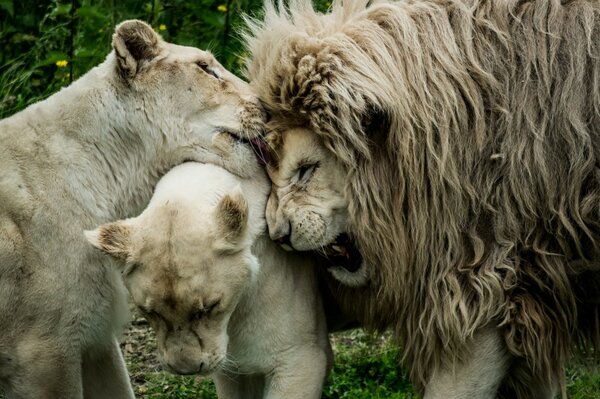 Die Liebe der Familie des Königs der Tiere