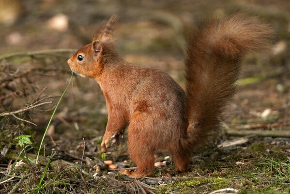 A red squirrel is looking for nuts