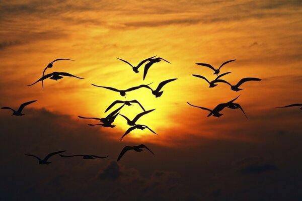 Schwarm schwarzer Vögel bei Sonnenuntergang